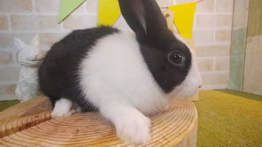 ダッチ | うさぎ販売 | 札幌のうさぎ販売・ペットショップ・うさぎ